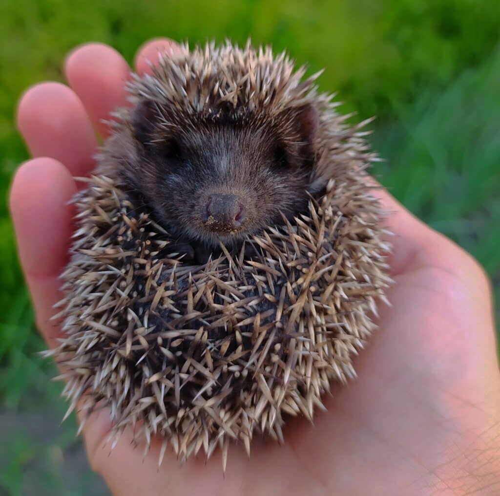 Bébé hérisson (choupisson) en boule dans une main