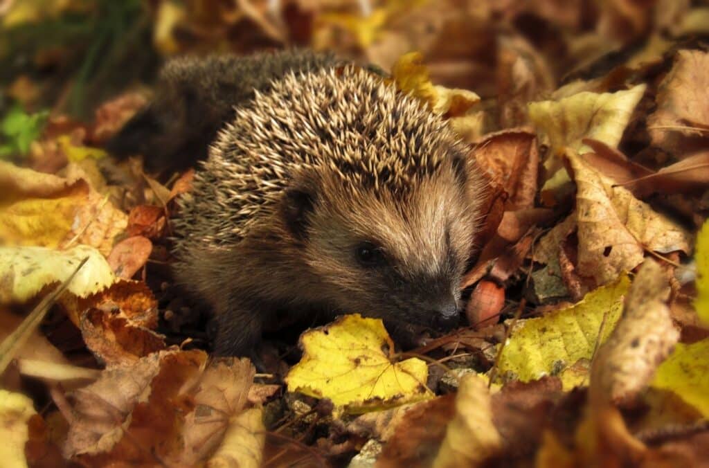 Deux hérissons dans les feuilles mortes.