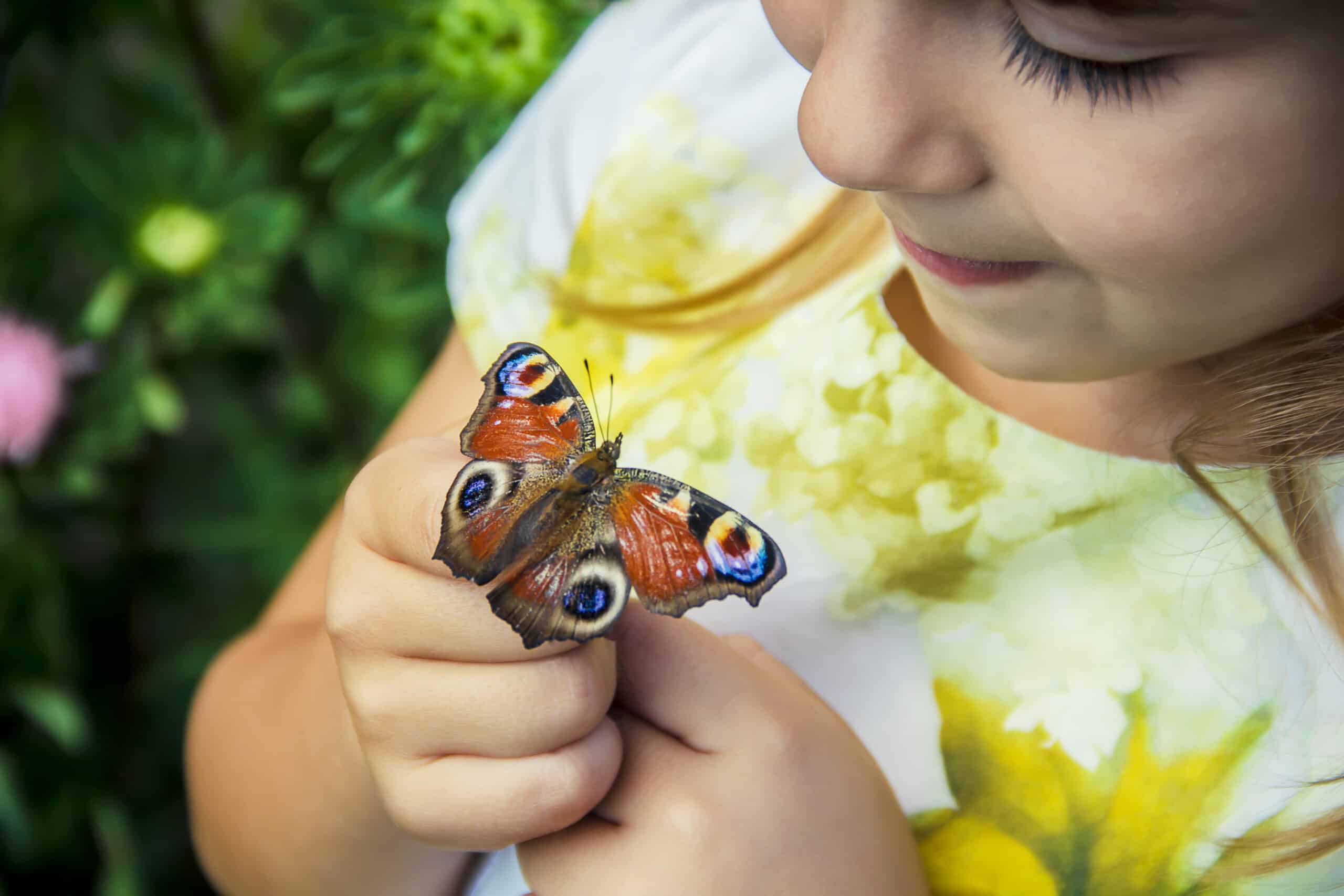 Petite fille papillon posé sur les mains.