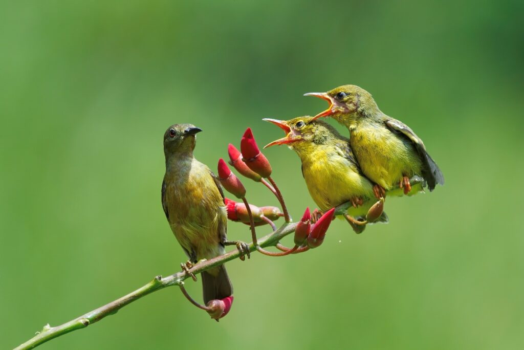 3 oiseaux posés sur une branche, deux d'entre eux chantent.