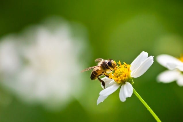 Abeille posée sur une fleur, elle butine. Fond vert.