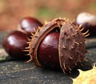 Un marron dans sa bogue. Plusieurs marrons en arrière plan.