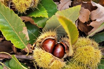 Châtaignes dans leurs bogues épineuses. Encore accrochées à la branche.