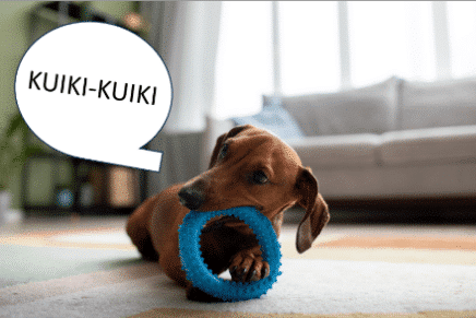 Chien qui joue avec un jouet. Le jouet fait un son "Kuiki-Kuiki"