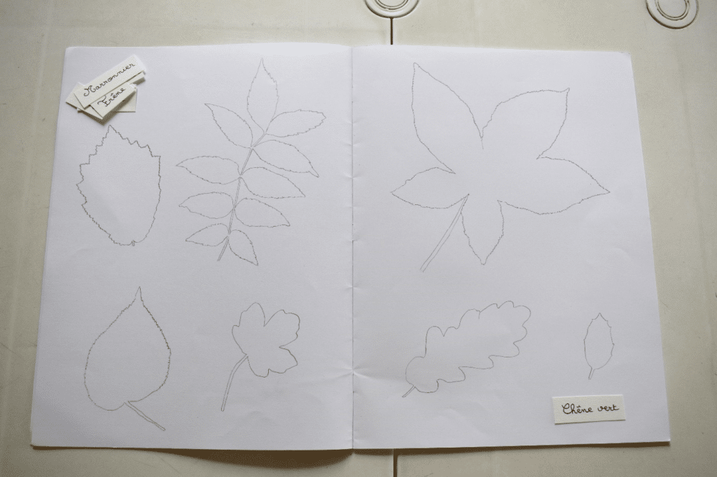 Contours des feuilles d'arbres sur un cahier. Les noms des arbres sont à retrouver.