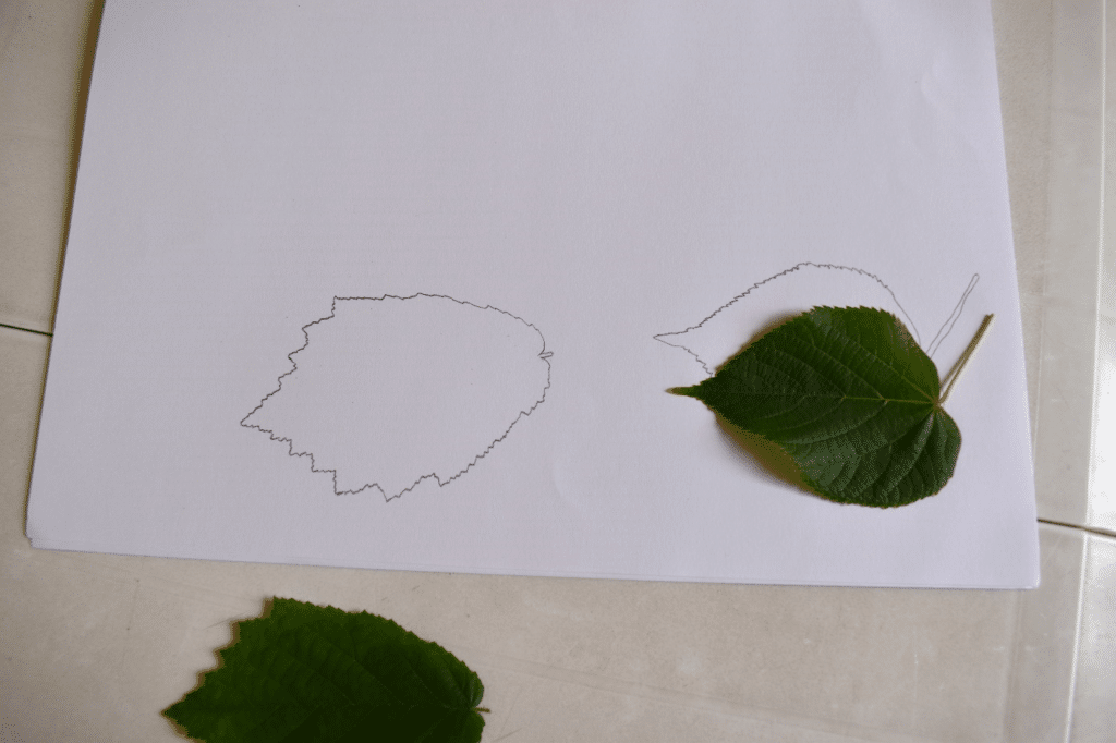 Dessin du contour des feuilles d'arbres sur un cahier.