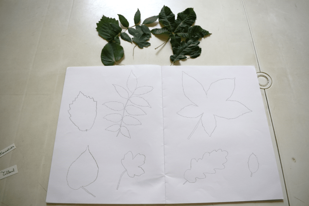 Contours des feuilles d'arbres sur un cahier. Les feuilles d'arbres sont posées au dessus.