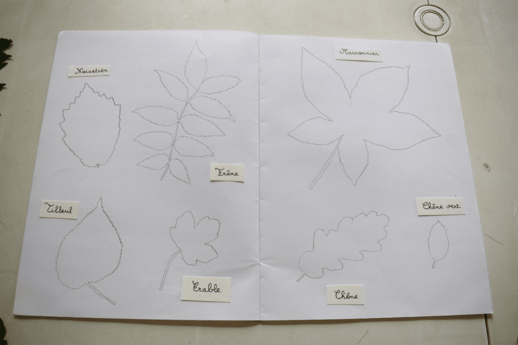 Contours des feuilles d'arbres sur un cahier avec le nom de l'arbre.