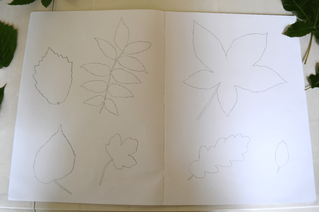 Contours de feuilles d'arbres sur un cahier.