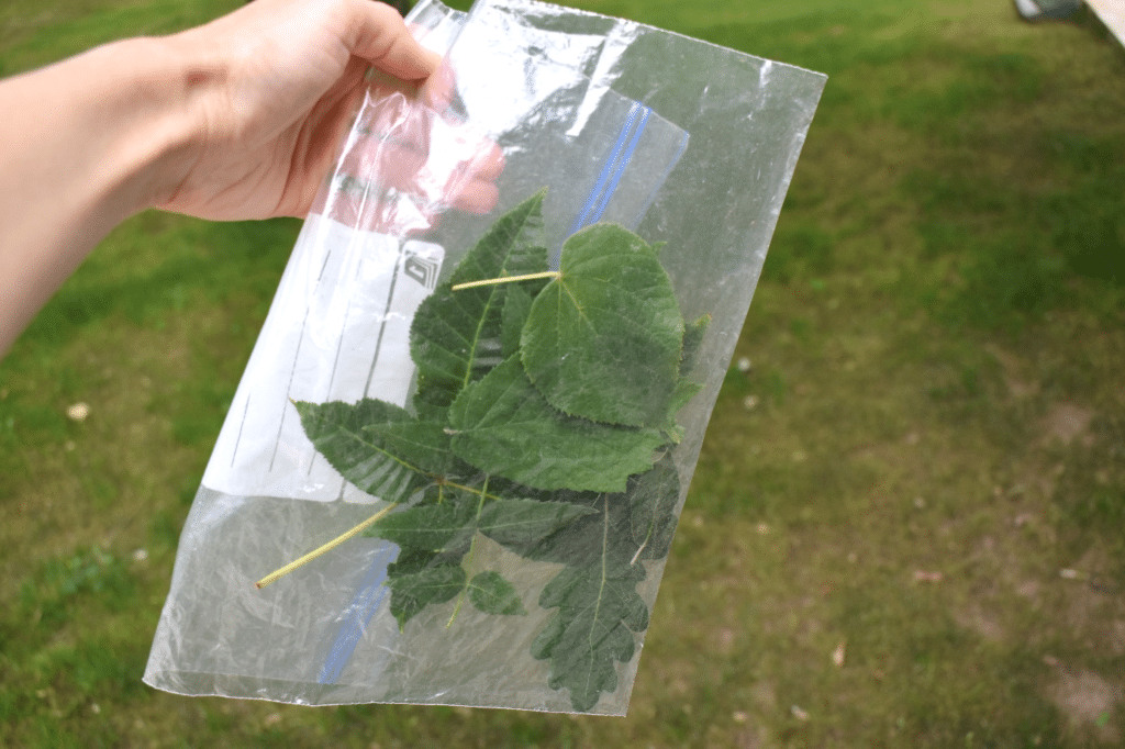 Diverses feuilles d'arbres dans un sachet plastique.