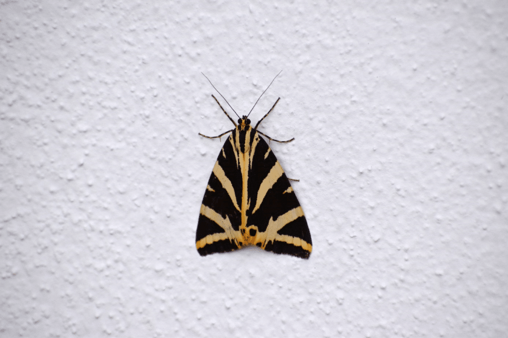 Papillon Ecaille Chinée sur un mur blanc. Ailes fermées.