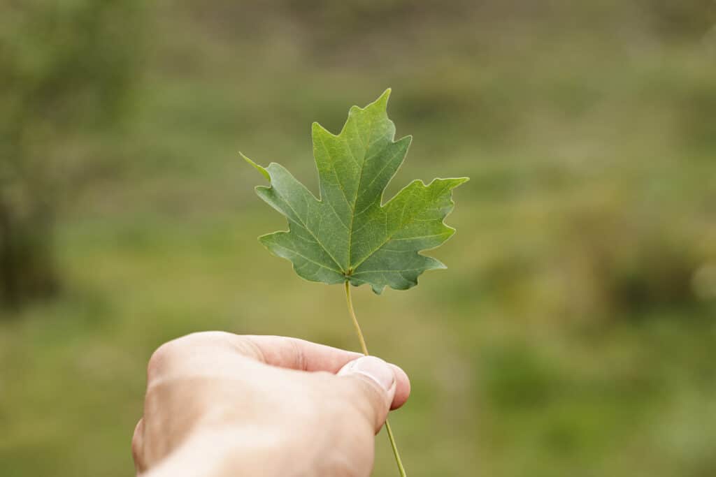 Feuille d'arbre tenue par une main.