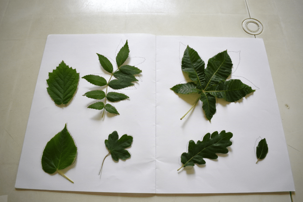 Feuilles d'arbres déposées sur leur contour sur une cahier.