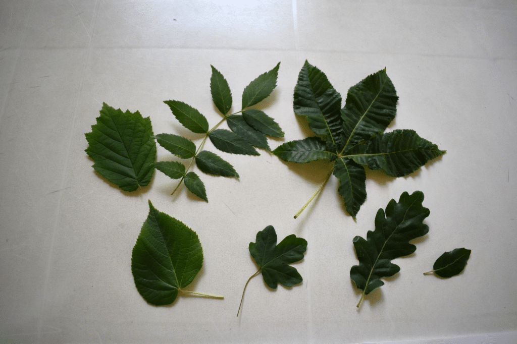 Diverses feuilles d'arbres posées sur une table.