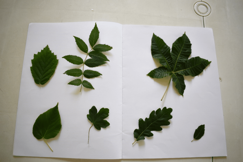 Feuilles d'arbres déposées sur un cahier.