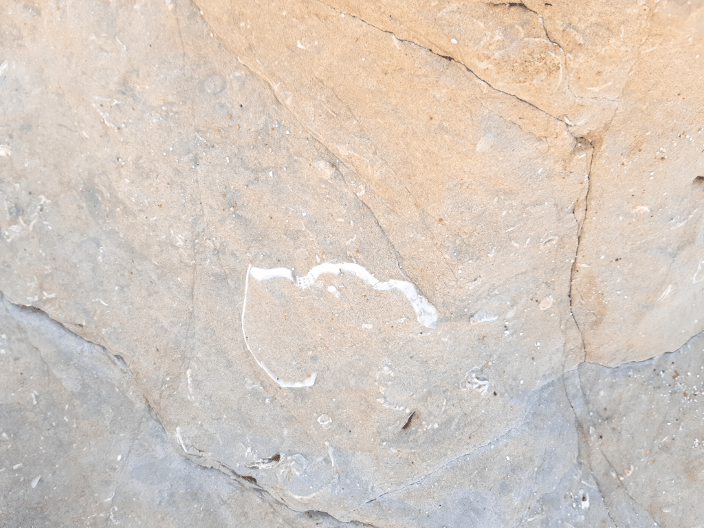 Fossile dans un rocher sur un bord de plage.