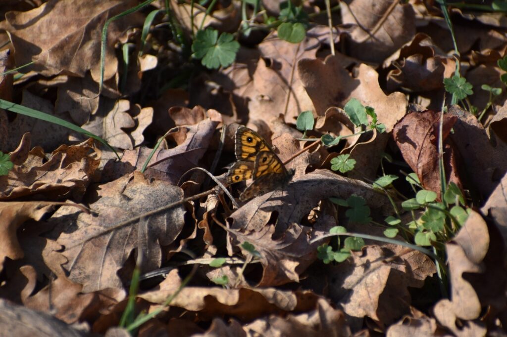 Papillon Mégère (2) posé sur des feuilles mortes.