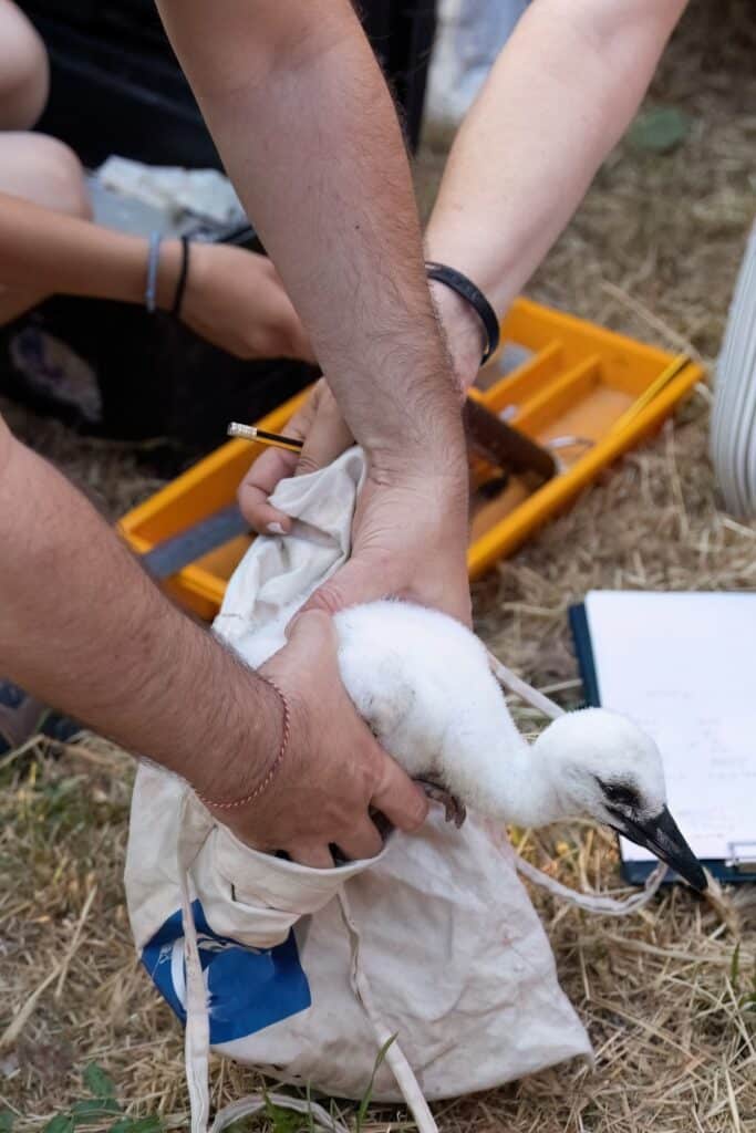Un oiseau est déposé dans un sac pour être soigné.