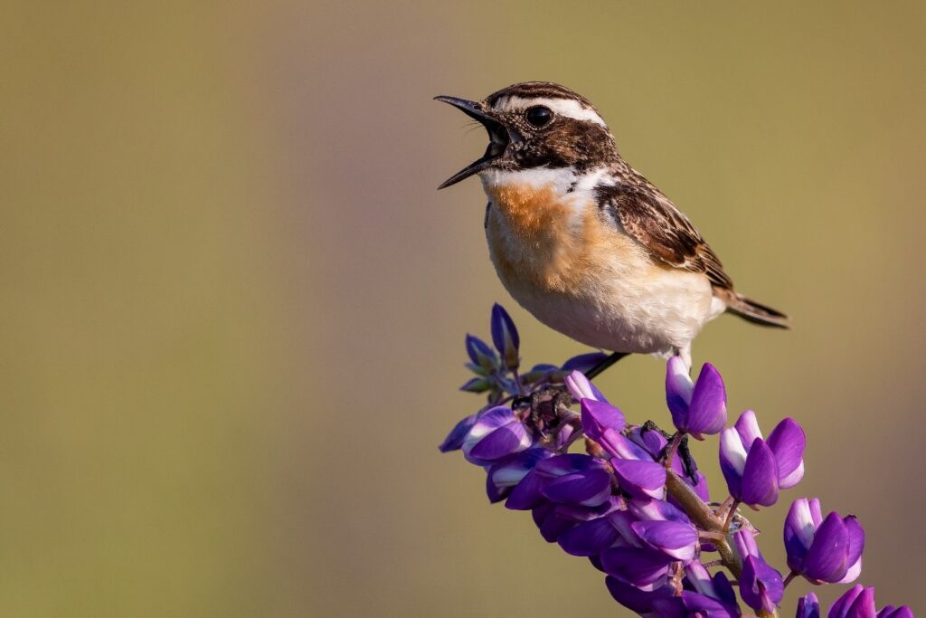 Oiseau qui chante sur une branche en fleur.