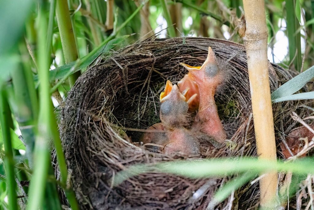 4 oisillons sans plumes dans un nid au milieu de bambous.