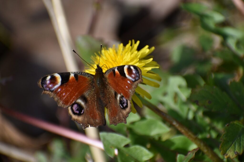 Papillon Paon du Jour posé sur une fleur.