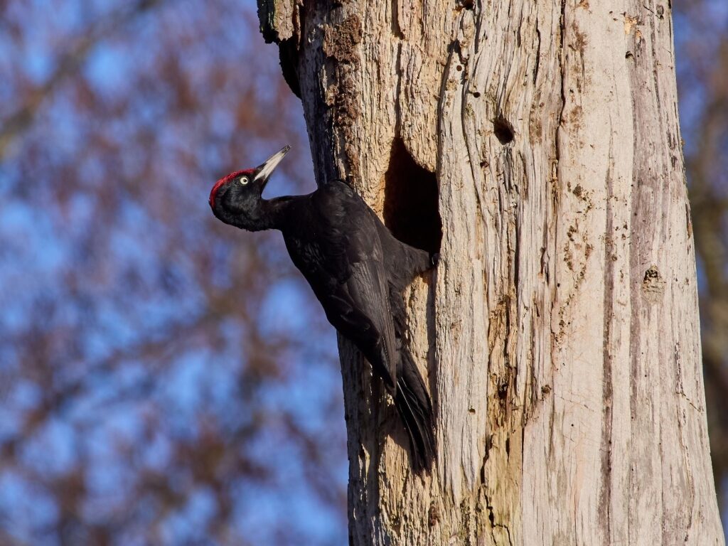 Pic noir sur un tronc d'arbre. Il est prêt à tambouriner contre le tronc.