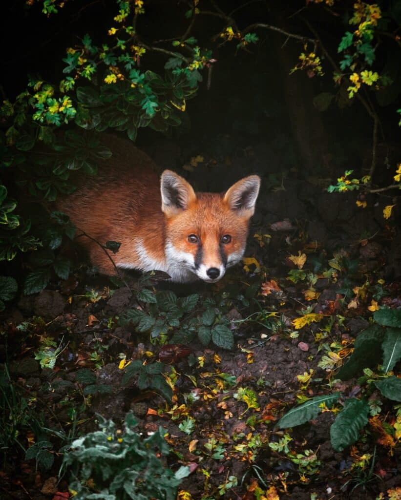 Renard caché dans la nature. Regarde vers nous.