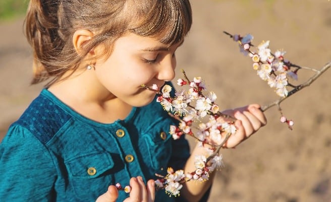 Petite fille qui sent un arbre en fleurs. Elle tient la branche dans ses mains.