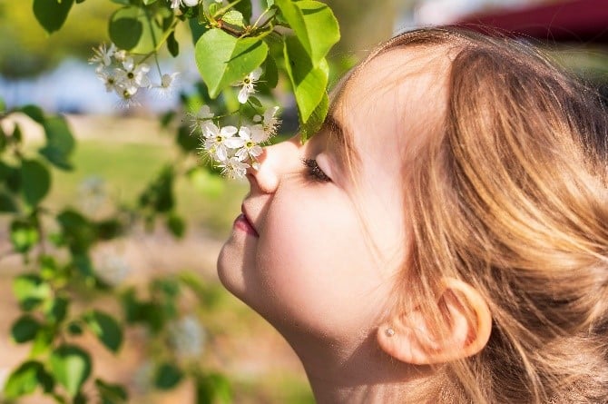 Petite fille qui sent les fleurs blanches d'un arbre.