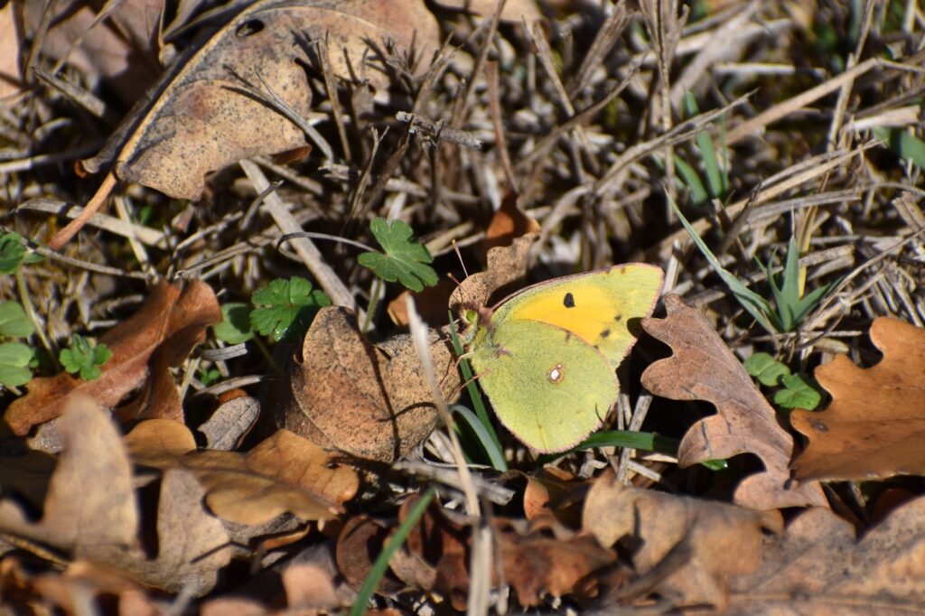 Papillon le Souci dans l'herbe sur des feuilles mortes.