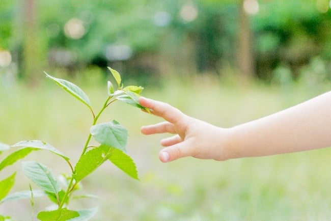 Une main d'enfant qui touche une plante.