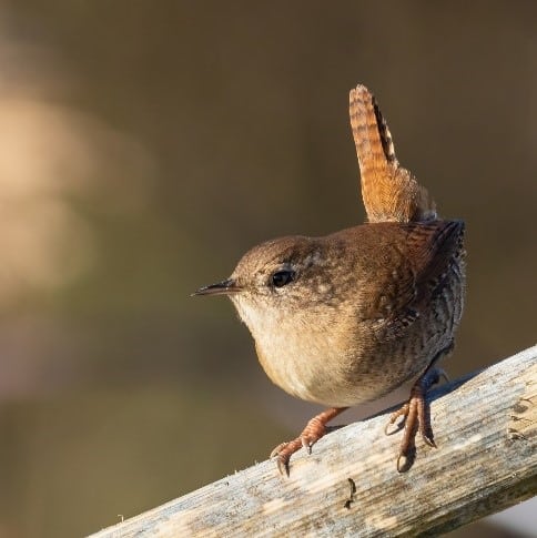 Troglodyte mignon posé sur une planche en bois.