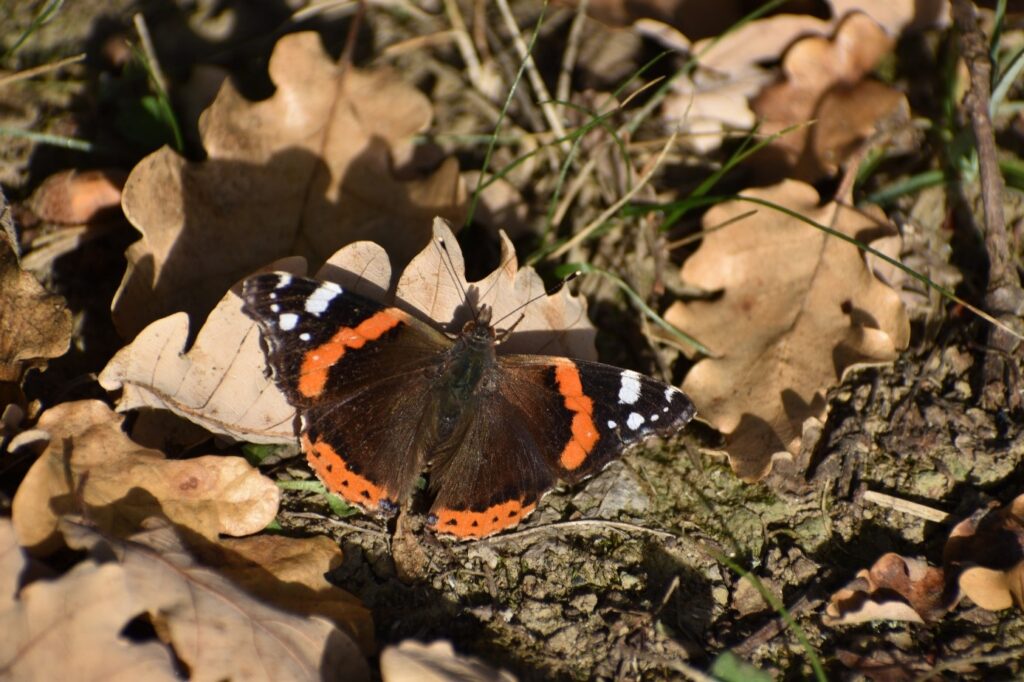 Papillon Vulcain posé sur des feuilles mortes sur la terre.