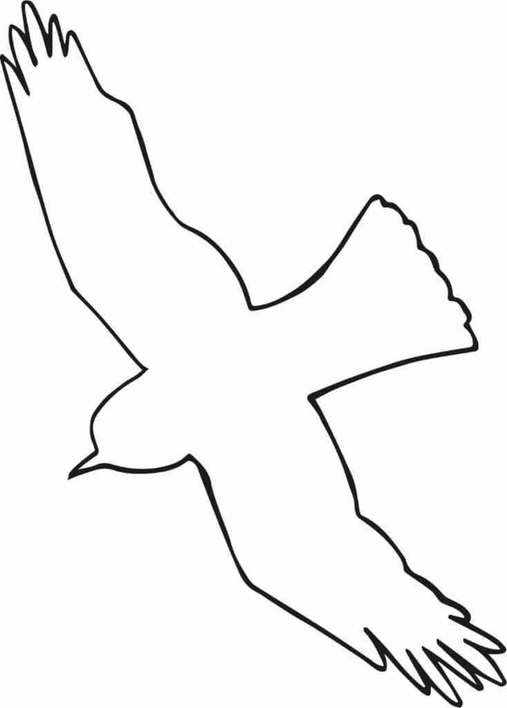 Contour d'oiseau en vol 4.
