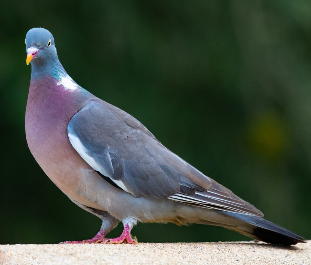 Pigeon Ramier posé au sol.