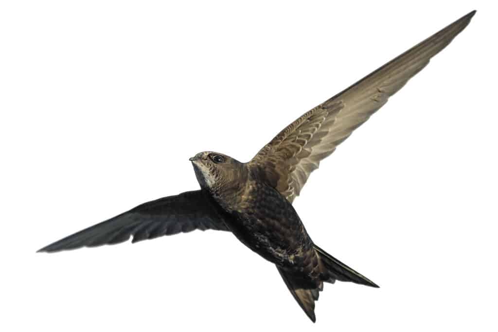 Martinet noir ailes ouvertes