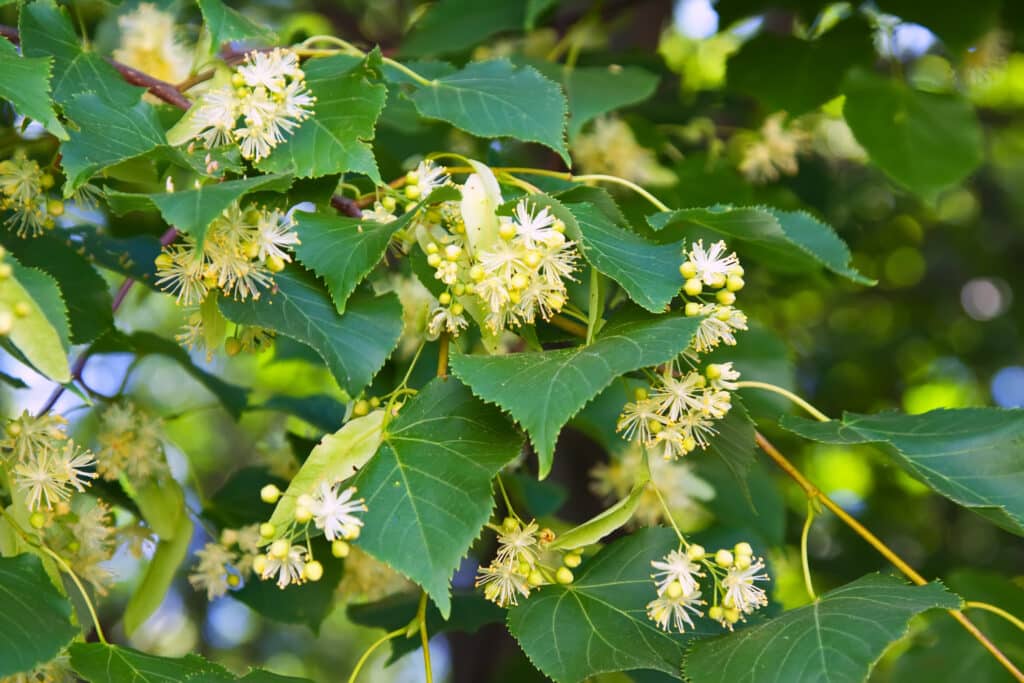Tilleul fleurs fruits bractées