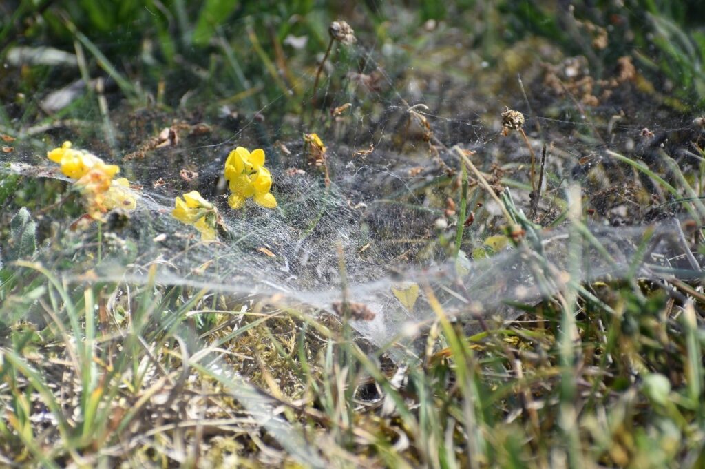 Toile d'araignée dans l'herbe