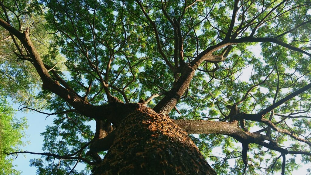 Arbre vu du tronc