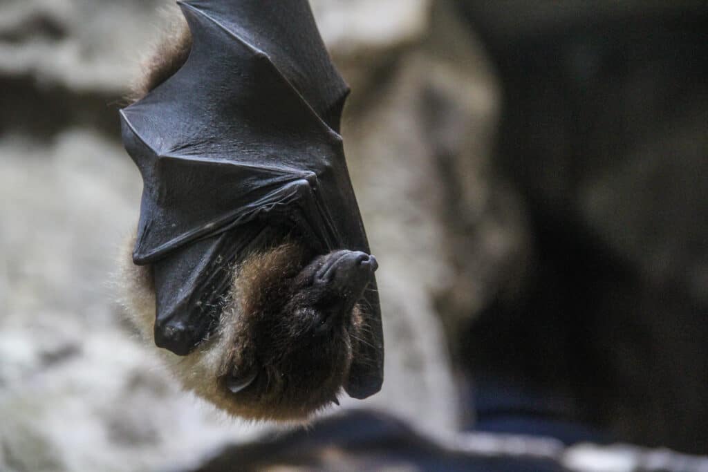 Chauve-souris tête en bas, ailes repliées.