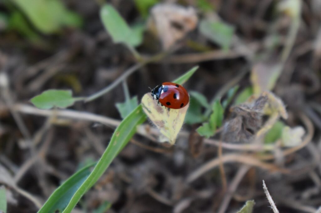 Coccinelle dans l'herbe