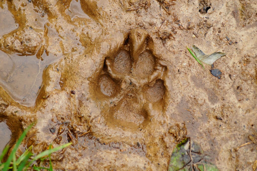 Empreinte patte chien dans la boue