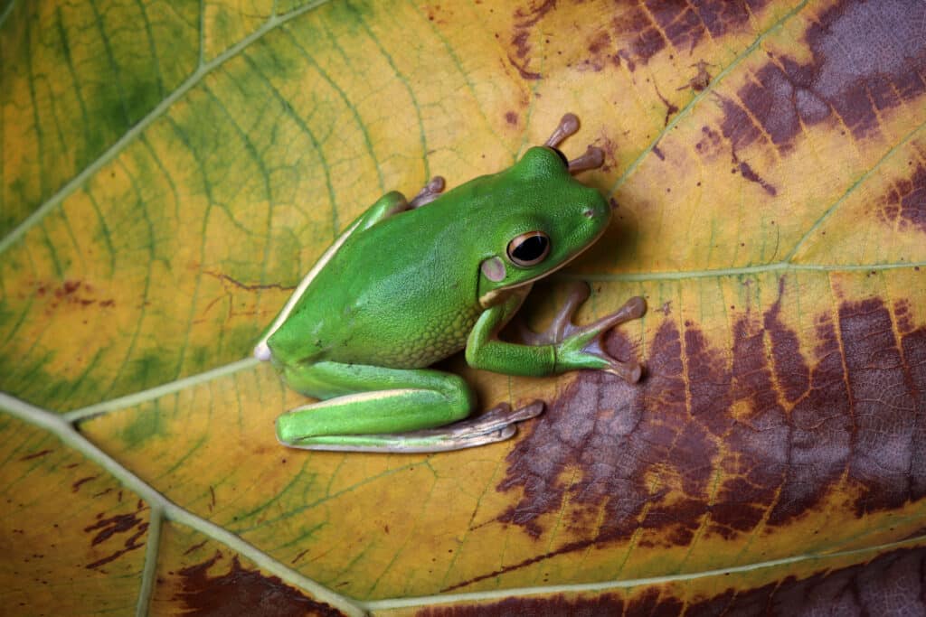 Une grenouille sur une feuille jaune.