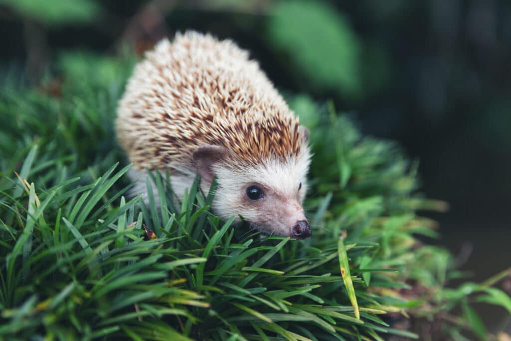 Un hérisson dans l'herbe.
