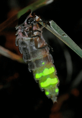 Une luciole (vers luisant) accrochée à une herbe.