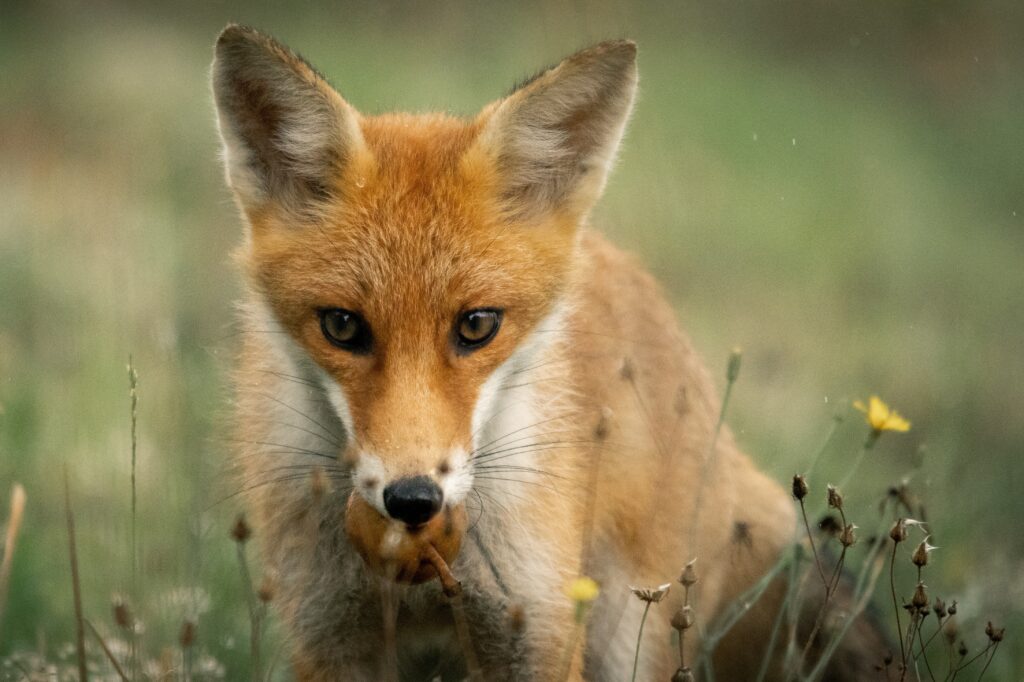 Un renard qui tient un fruit dans la gueule.