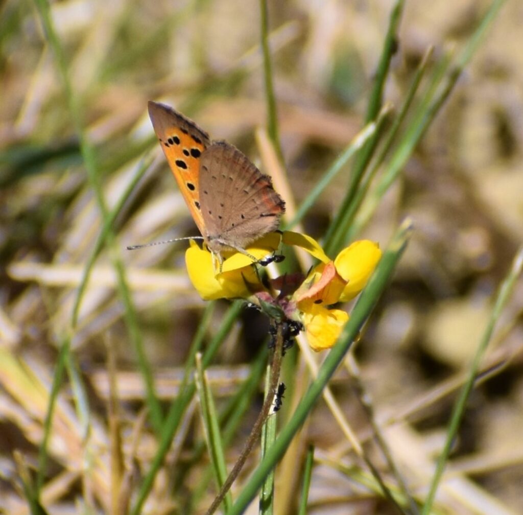 Papillon et fourmis sur une fleur jaune