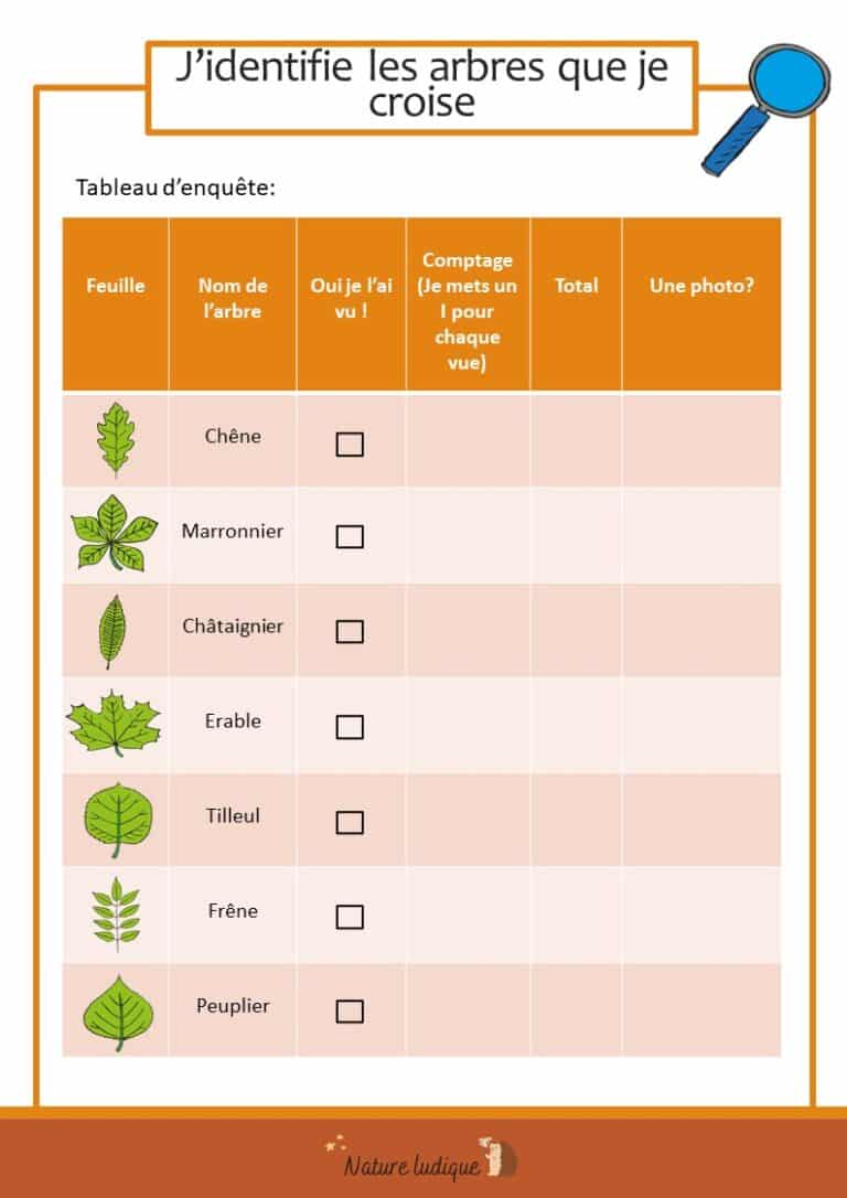 Reconnaître Les Feuilles Des Arbres