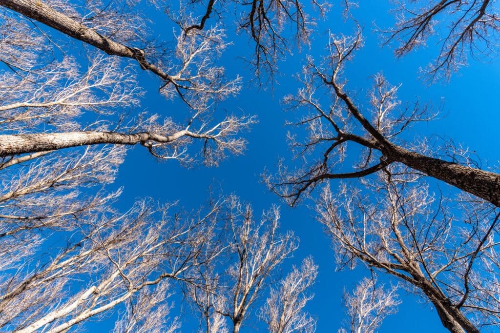 Des arbres sans feuilles, en hiver.