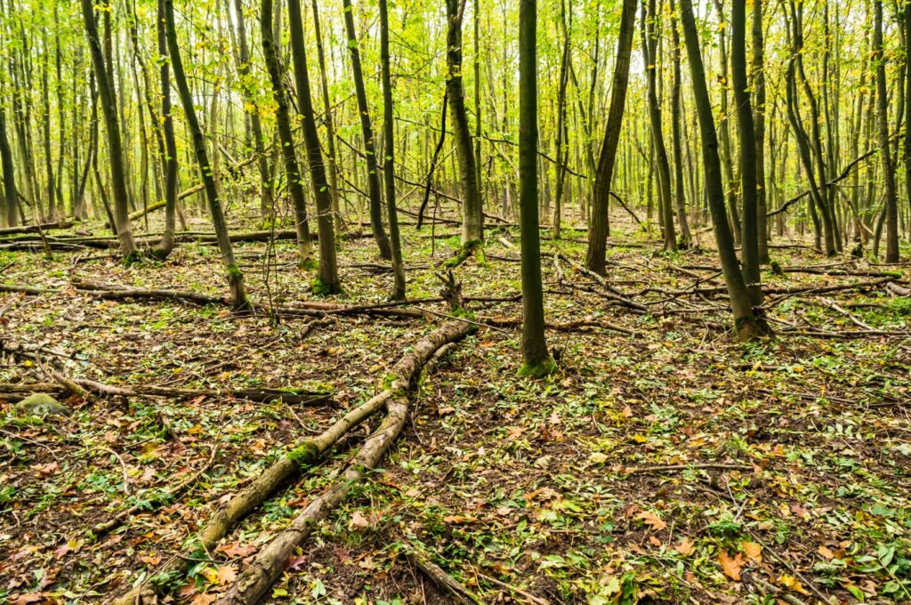 Forêt avec arbres tombés au sol